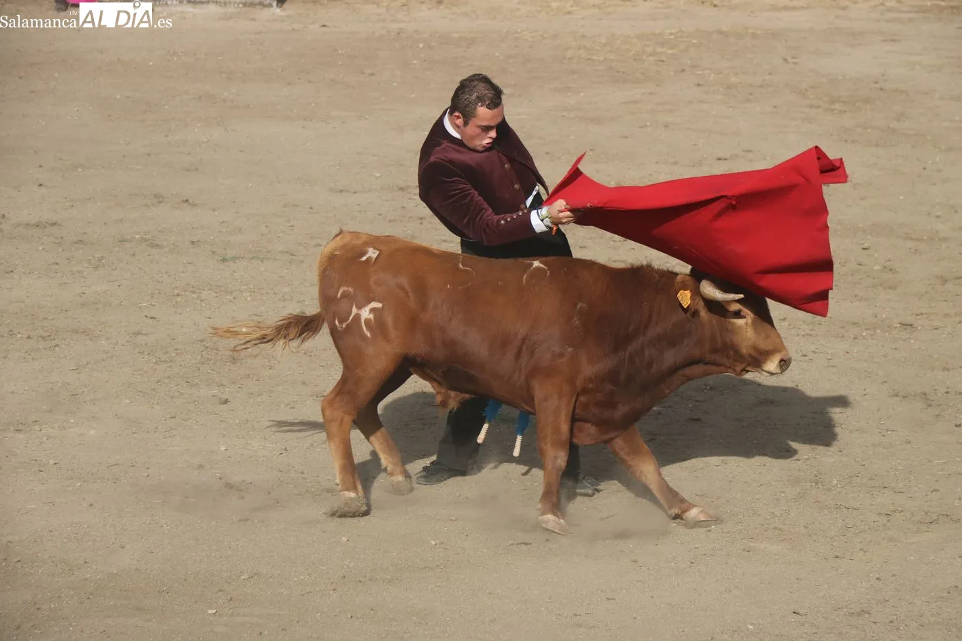 Clase práctica de la Escuela de Tauromaquia de Salamanca en Peralejos de Abajo / ARIAS