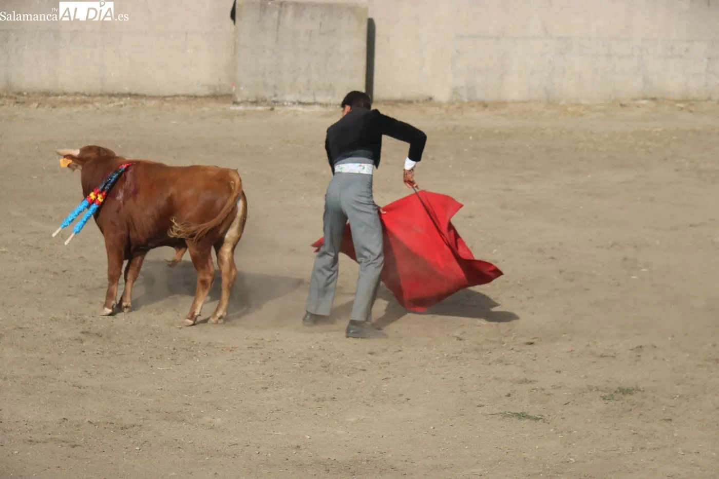 Clase práctica de la Escuela de Tauromaquia de Salamanca en Peralejos de Abajo / ARIAS