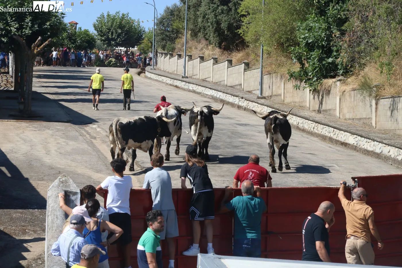 Primer encierro popular de las Fiestas de San Lorenzo en Saucelle / ARIAS