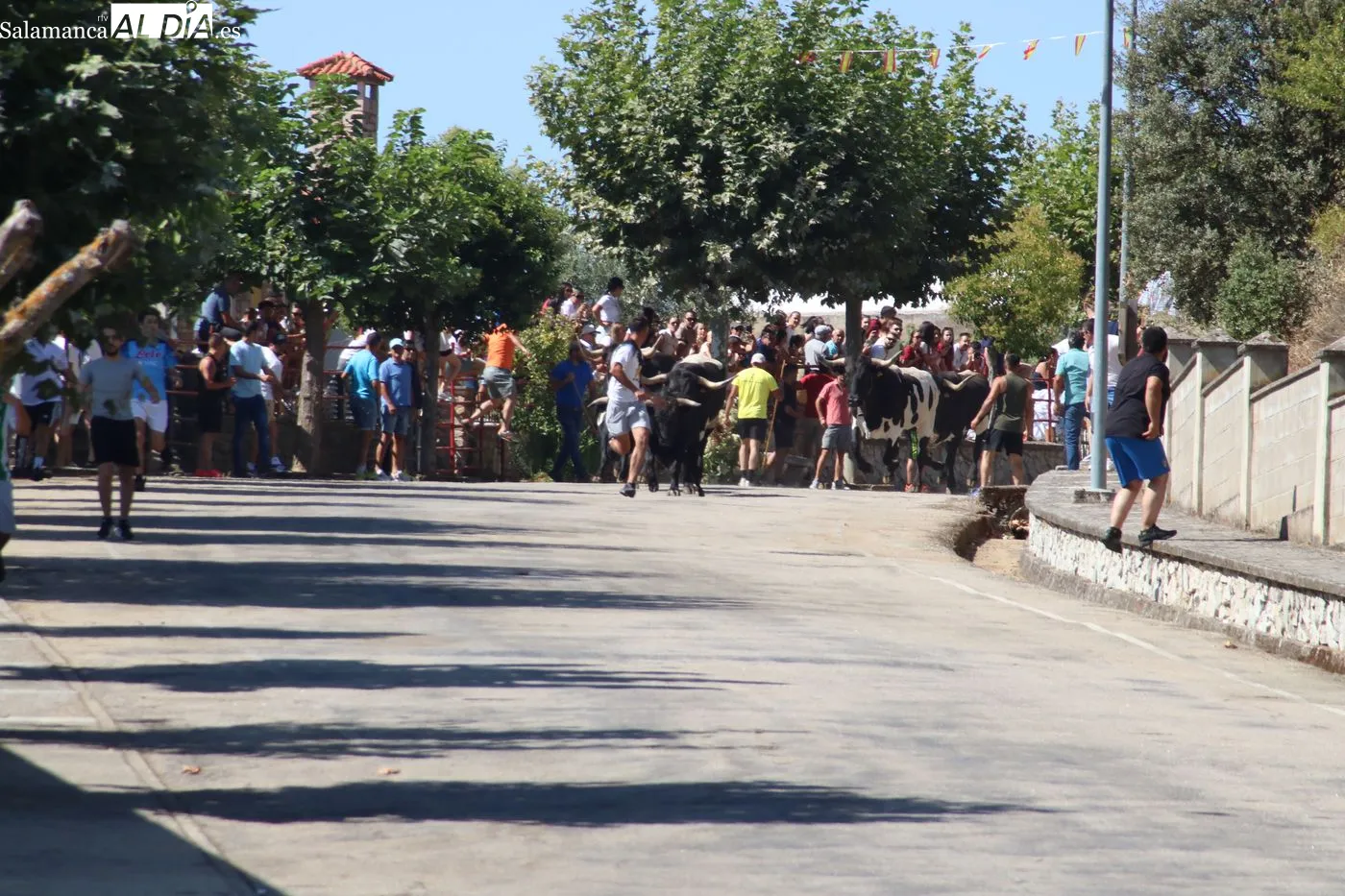 Primer encierro popular de las Fiestas de San Lorenzo en Saucelle / ARIAS