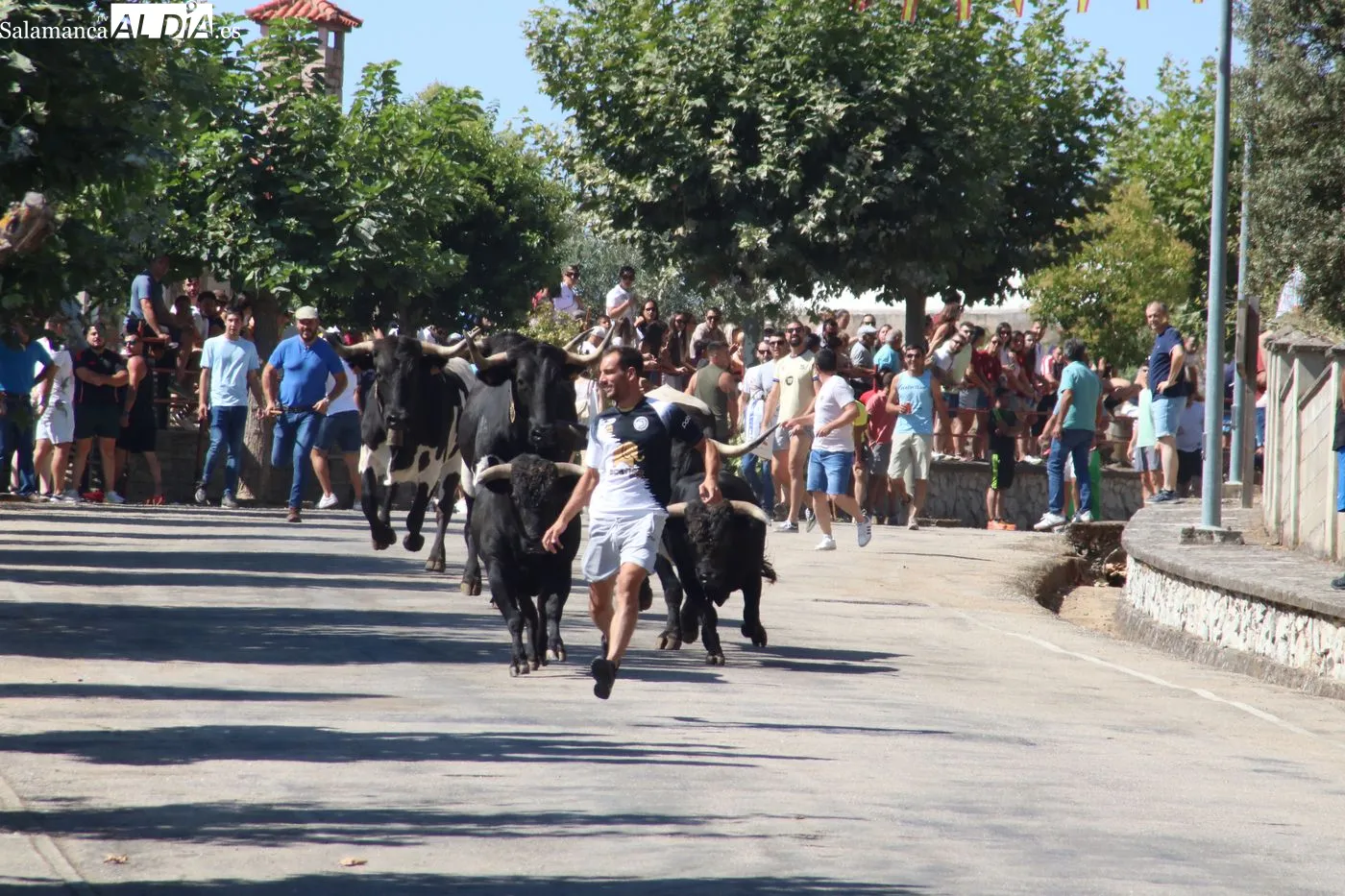 Primer encierro popular de las Fiestas de San Lorenzo en Saucelle / ARIAS