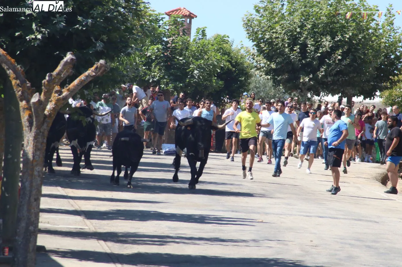 Primer encierro popular de las Fiestas de San Lorenzo en Saucelle / ARIAS