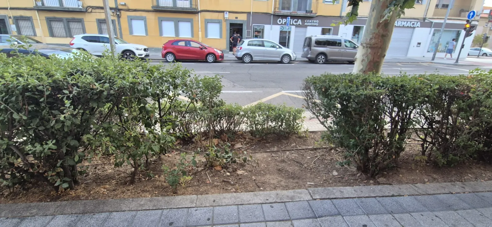 UPL denuncia la dejadez del Ayuntamiento de Salamanca en el cuidado de árboles y zonas verdes