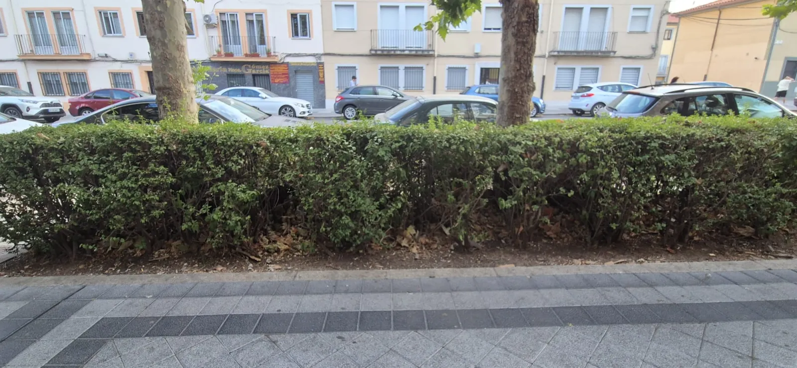 Foto 2 - UPL denuncia la "dejadez" del Ayuntamiento de Salamanca en el cuidado de &aacute;rboles y zonas verdes