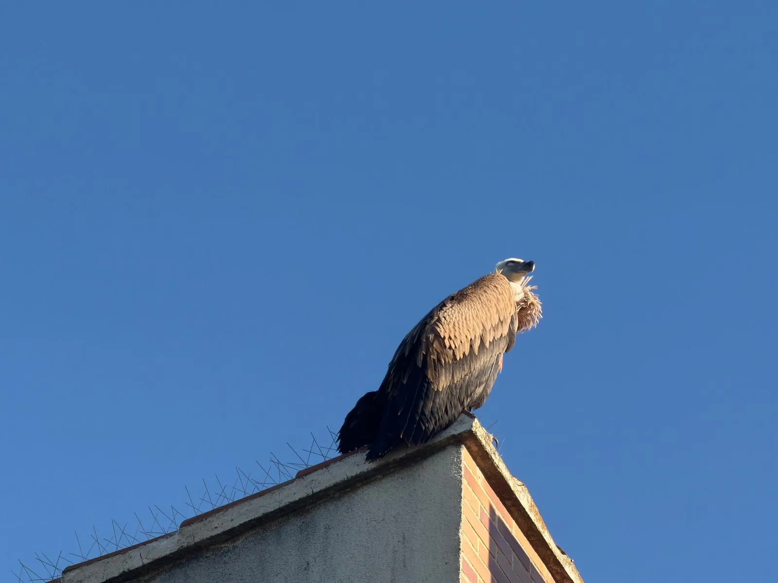 Un buitre leonado sorprende a los vecinos de Cabrerizos
