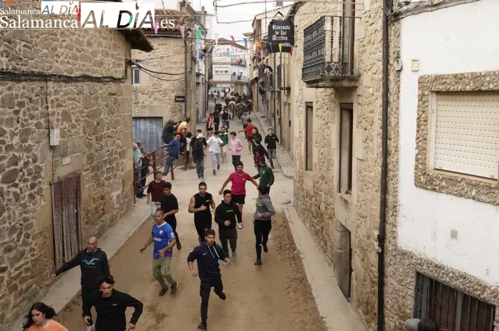 Segundo encierro de Aldeadañvila con novillos de Valdeflores