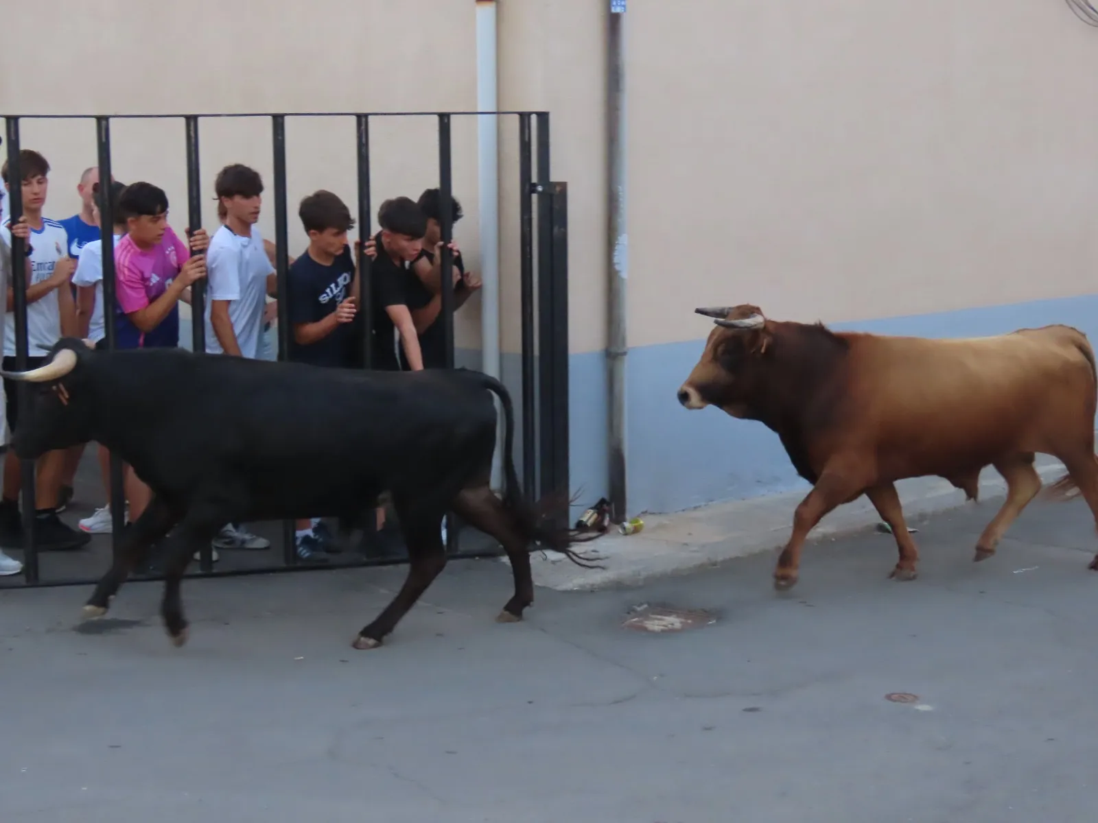 Foto 8 - Palaciosrubios se vuelca con un multitudinario encierro urbano en sus fiestas patronales