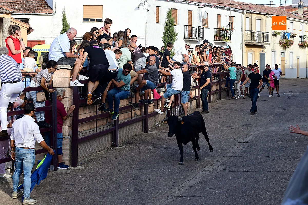 Vaquillas en Morasverdes