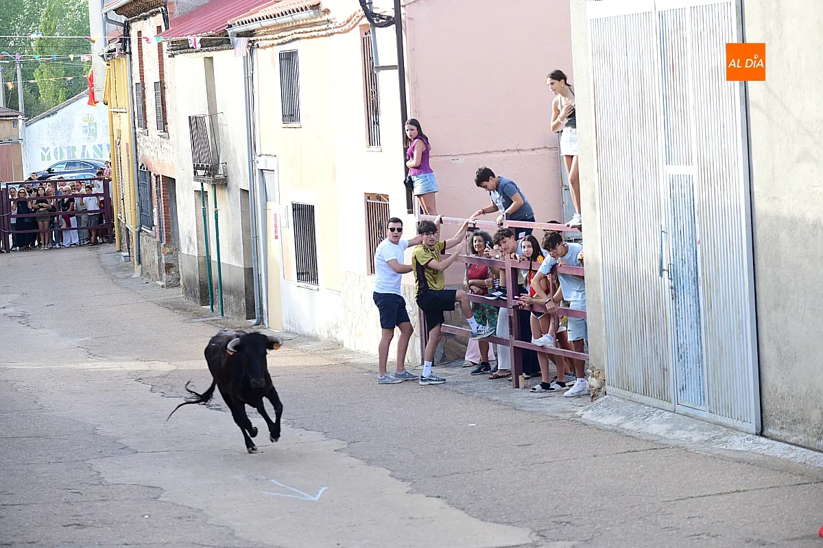 Vaquillas en Morasverdes