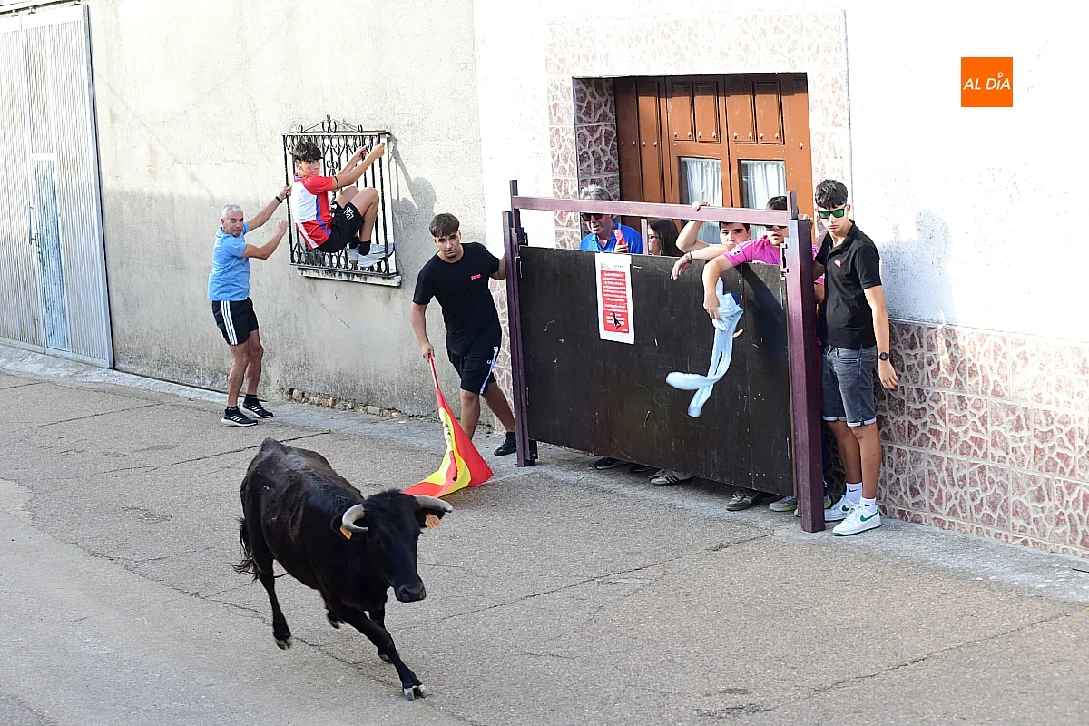 Vaquillas en Morasverdes