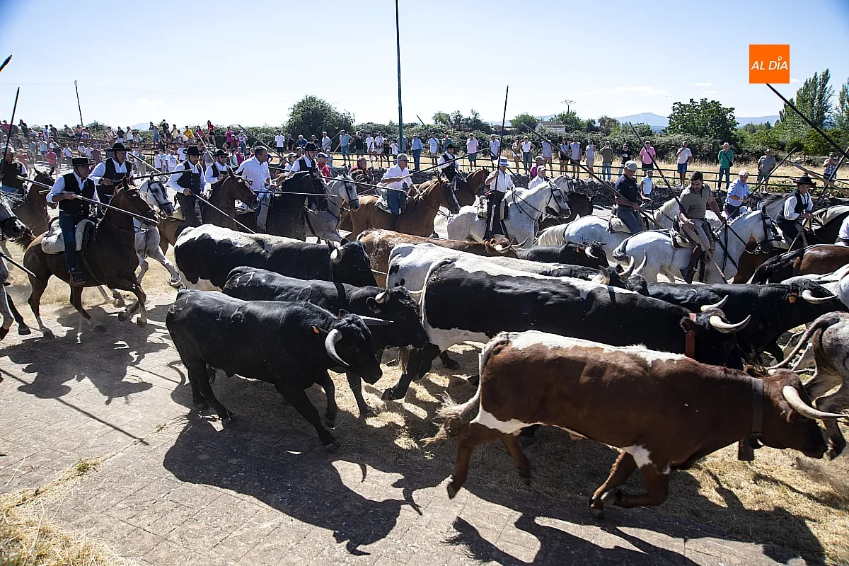 Encierro a Caballo viernes Fuenteguinaldo