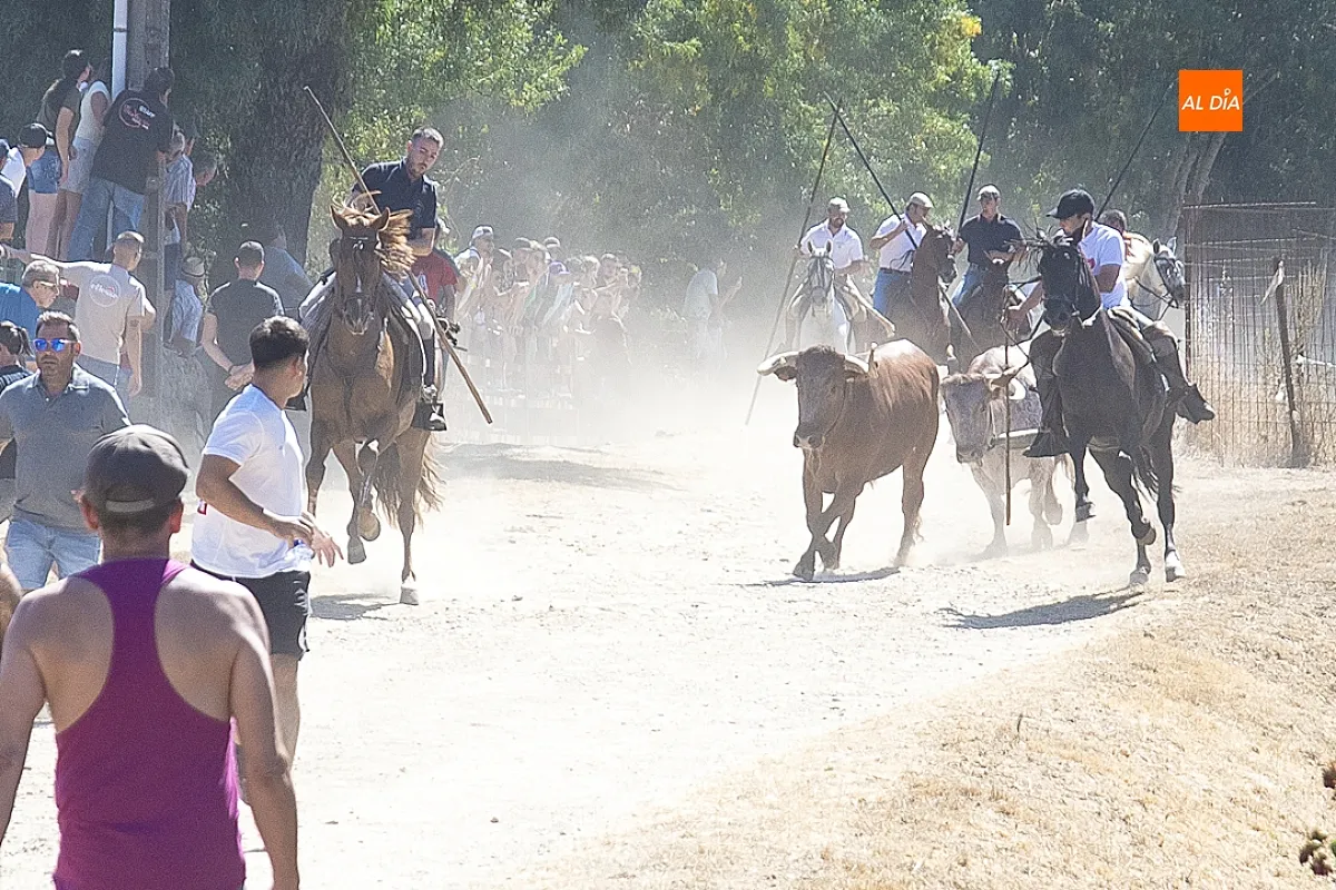 Encierro a caballo en Navasfrías por su Semana Cultural