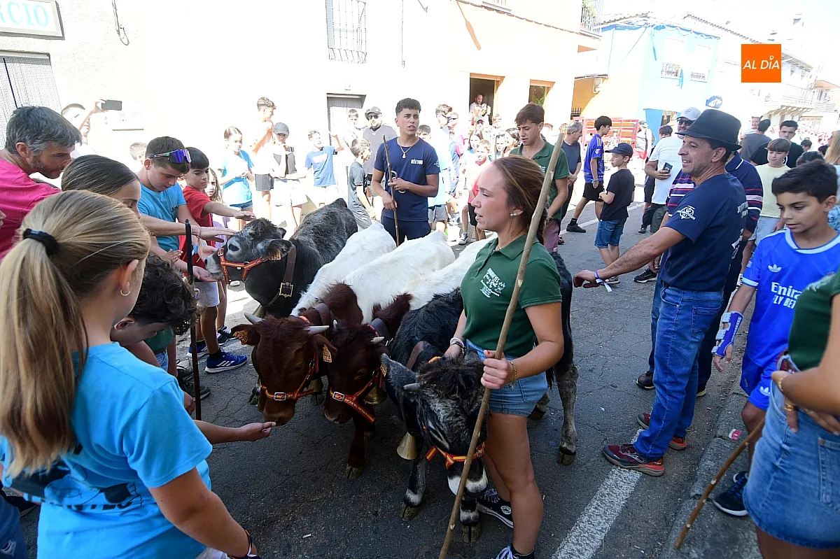 Encierro de Minibueyes en El Bodón