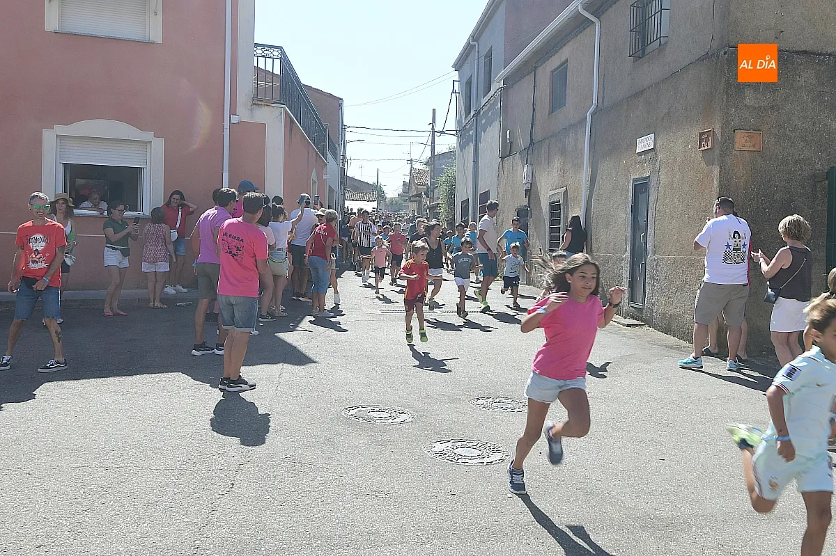 Encierro de Minibueyes en El Bodón