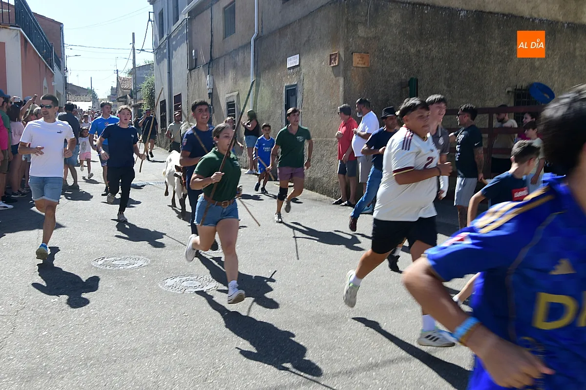 Encierro de Minibueyes en El Bodón