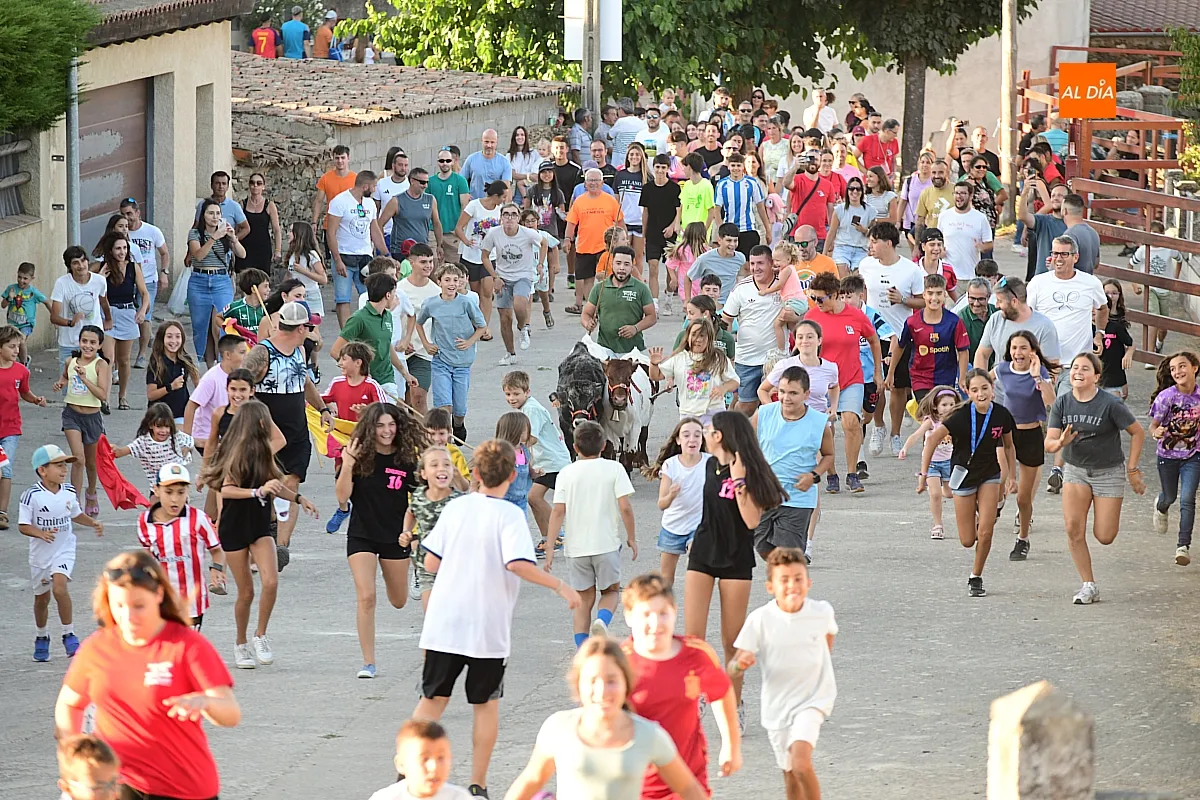 Encierro de minibueyes en Villar de la Yegua
