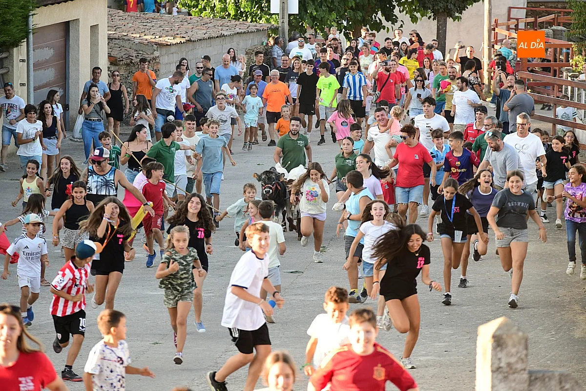 Encierro de minibueyes en Villar de la Yegua