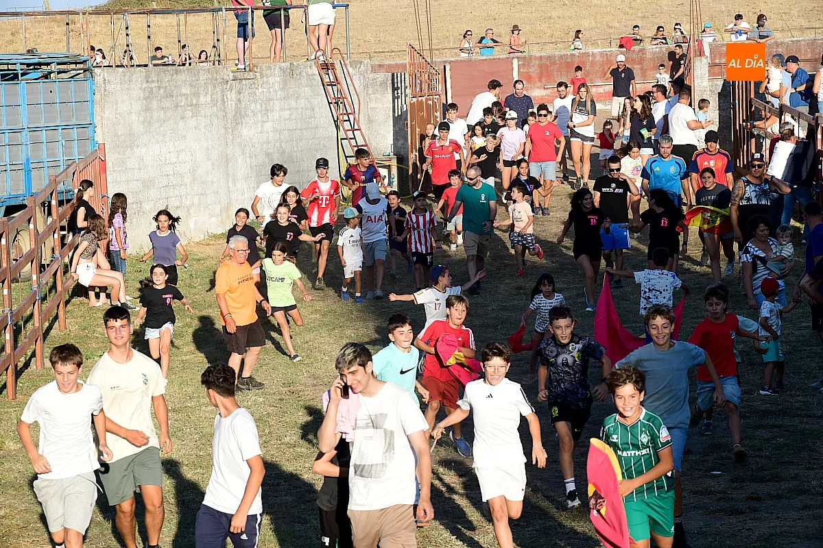 Encierro de minibueyes en Villar de la Yegua