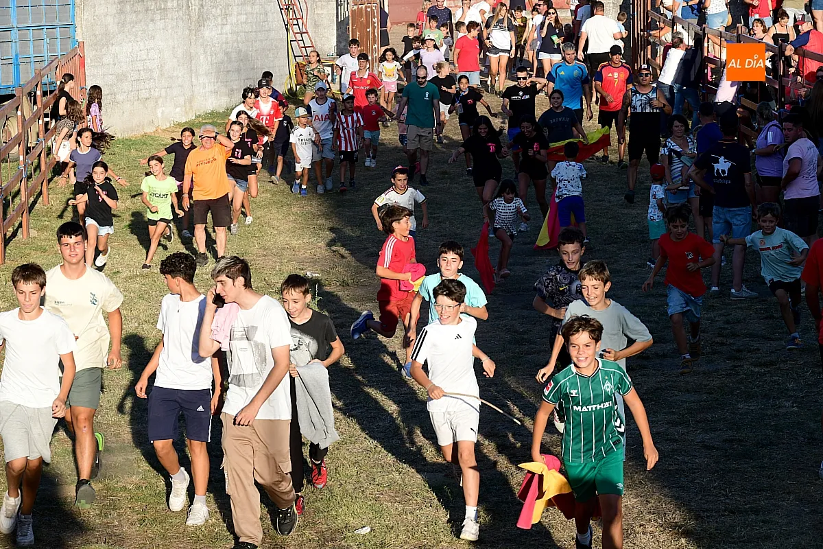 Encierro de minibueyes en Villar de la Yegua