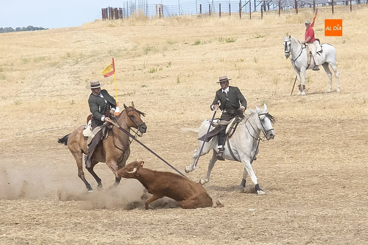 Foto 18 - Carlos Vizcaya y Juan Luis Montero se imponen en el XLIII Concurso Intercomunitario de Faenas y Doma de Campo de Ciudad Rodrigo