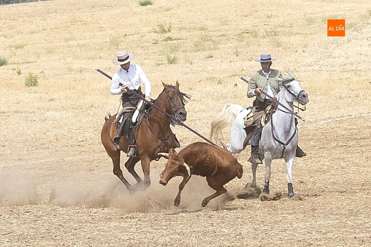 Foto 10 - Carlos Vizcaya y Juan Luis Montero se imponen en el XLIII Concurso Intercomunitario de Faenas y Doma de Campo de Ciudad Rodrigo