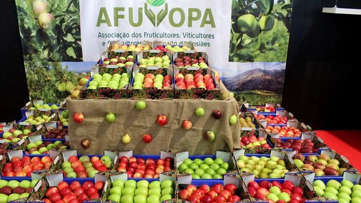 La 'Feira da Maçã, do Vinho e do Azeite' se celebra en Carrazeda de Ansiães (Portugal) desde hace casi tres décadas