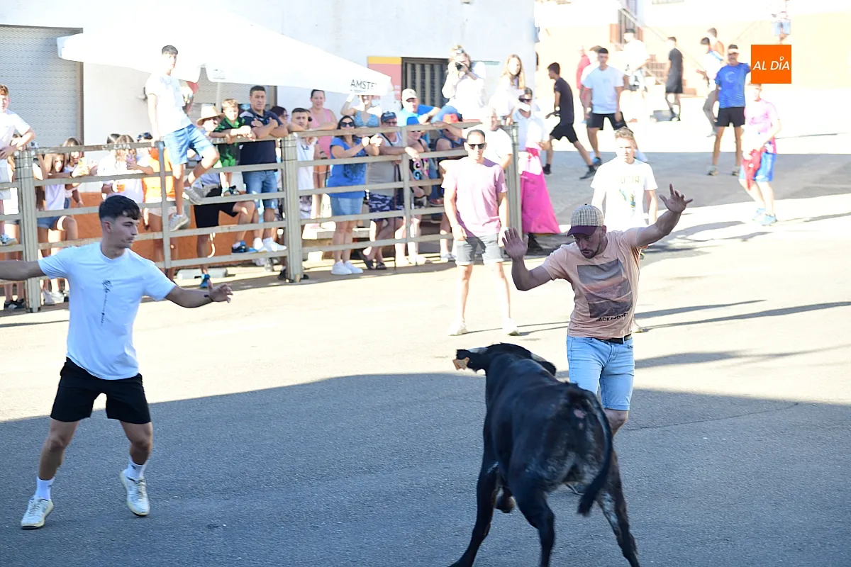 Vaquillas en Agallas