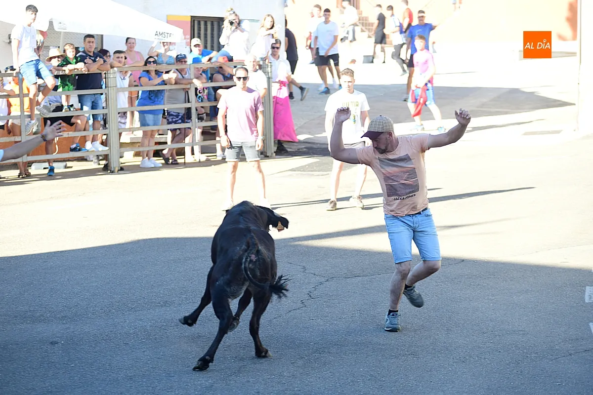 Vaquillas en Agallas