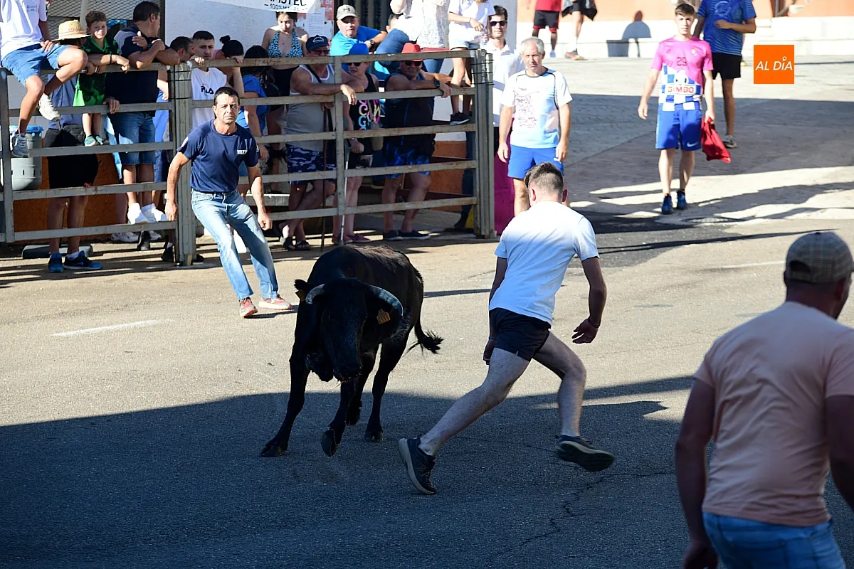 Vaquillas en Agallas
