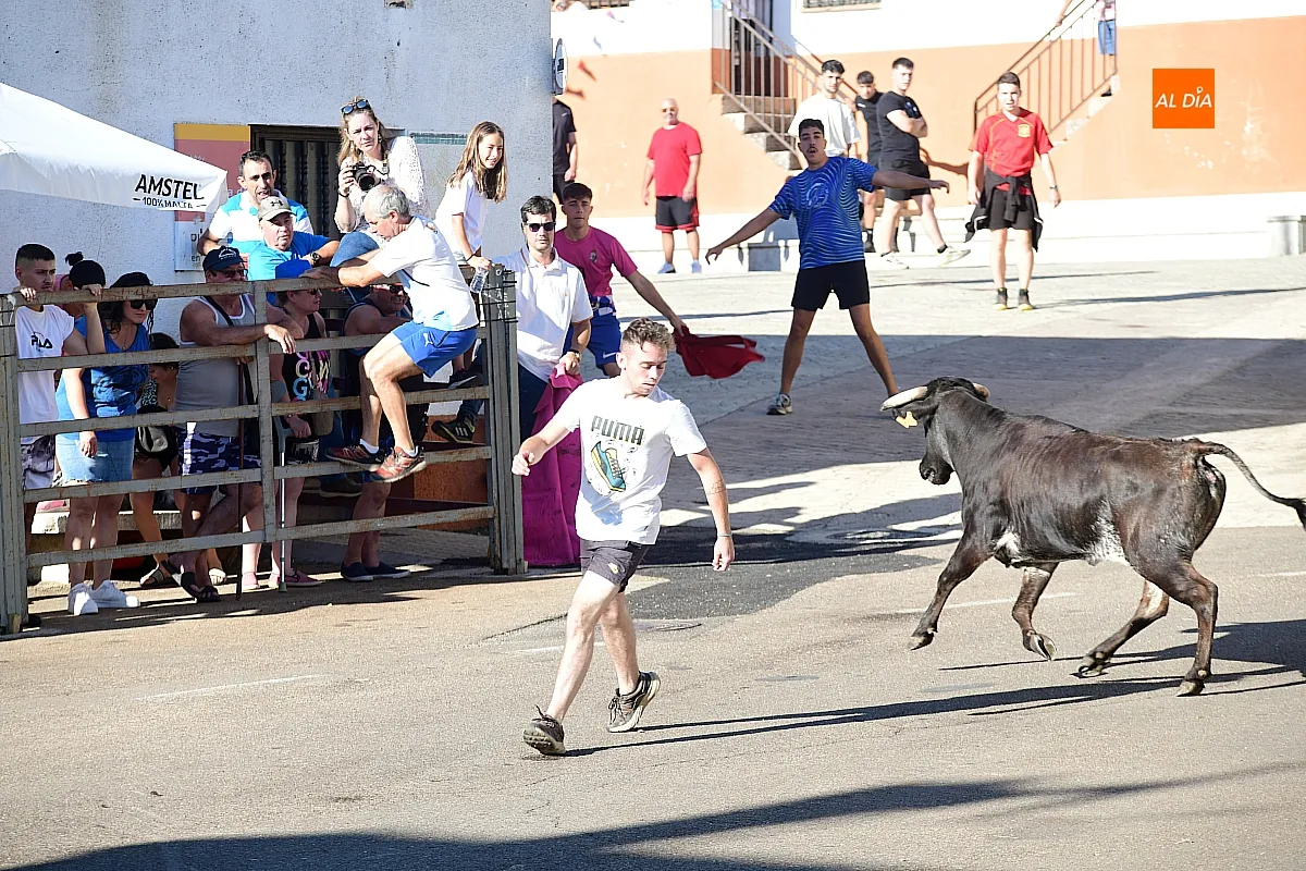 Vaquillas en Agallas