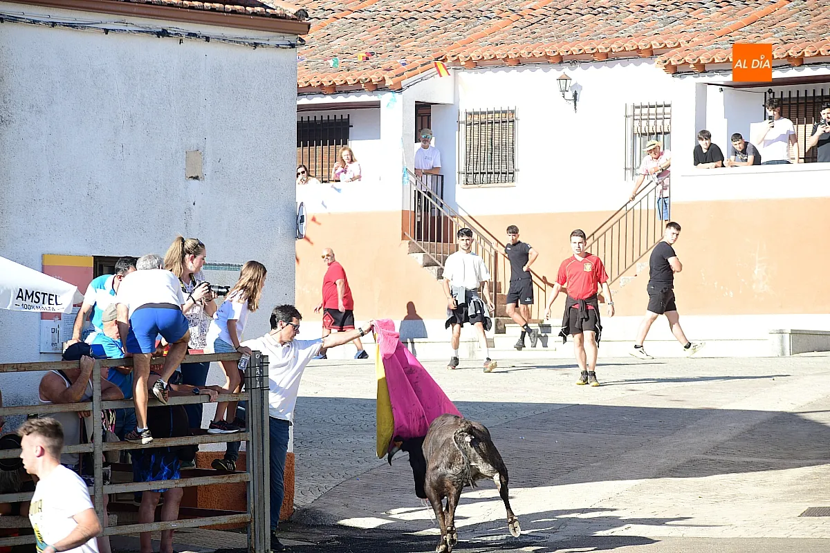 Vaquillas en Agallas