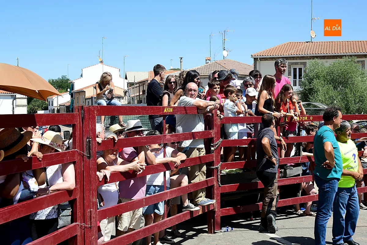 Suelta de Vaquillas en El Bodón por san Lorenzo