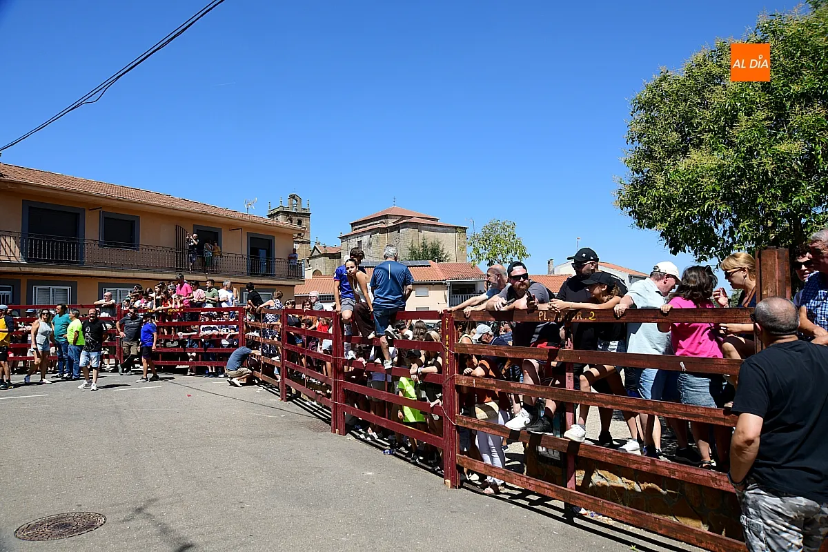 Suelta de Vaquillas en El Bodón por san Lorenzo