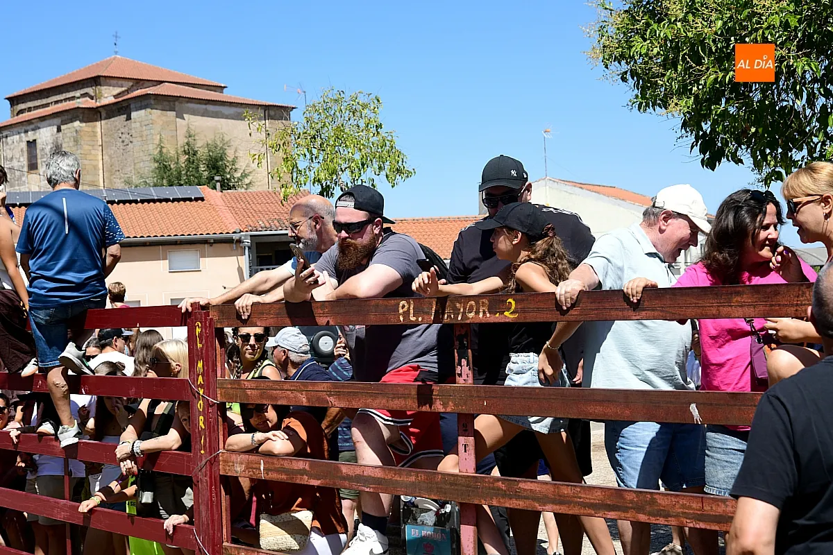 Suelta de Vaquillas en El Bodón por san Lorenzo