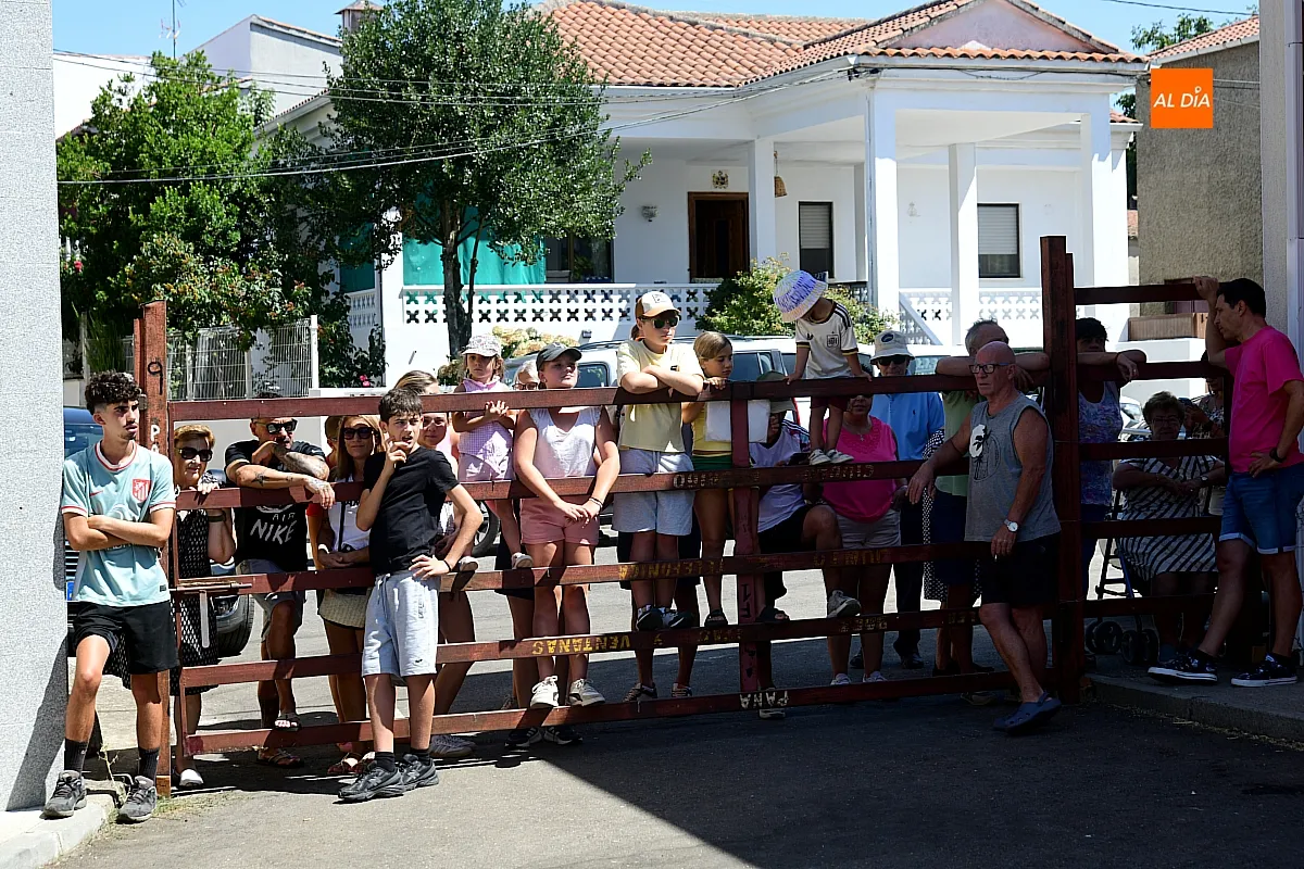 Suelta de Vaquillas en El Bodón por san Lorenzo