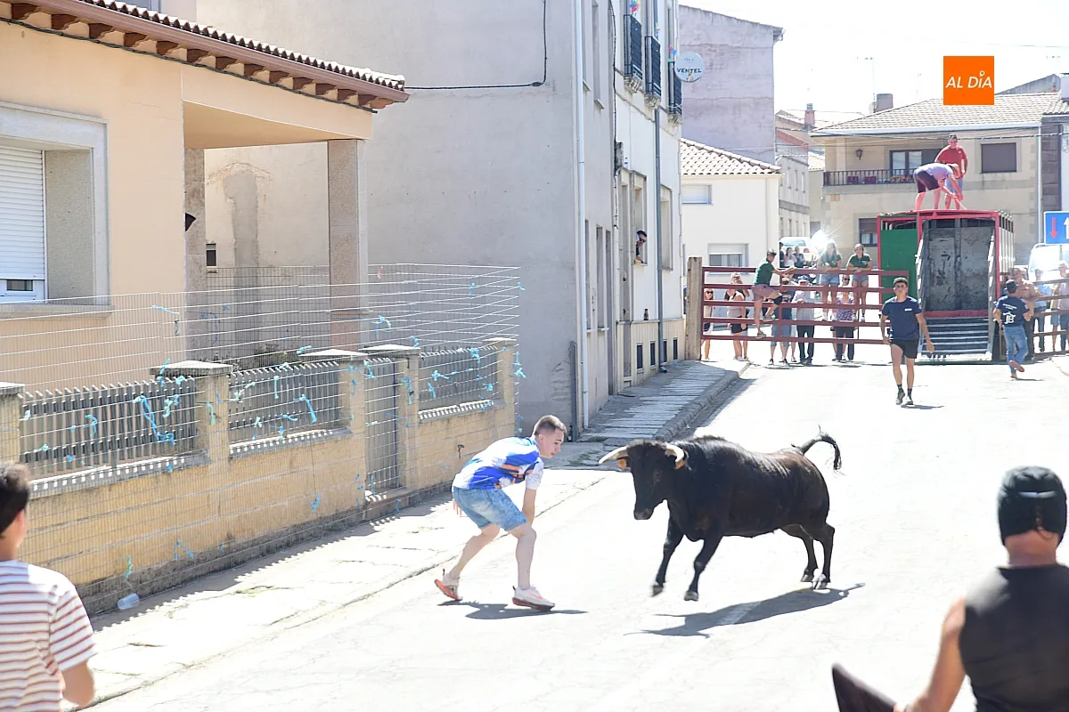 Suelta de Vaquillas en El Bodón por san Lorenzo