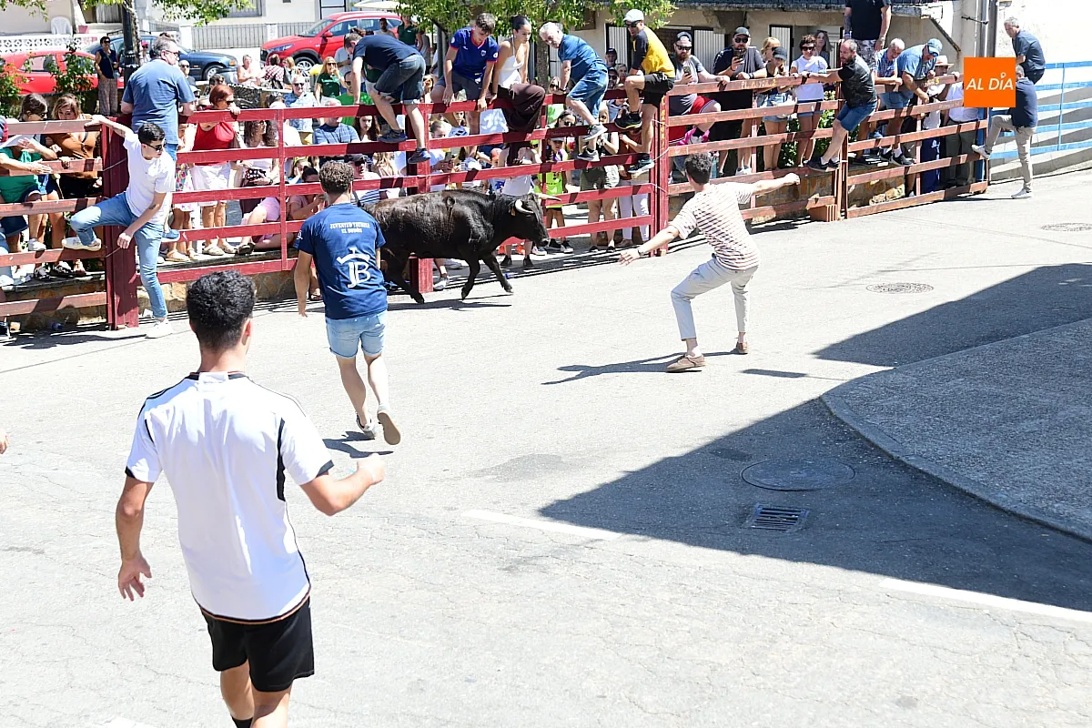 Suelta de Vaquillas en El Bodón por san Lorenzo