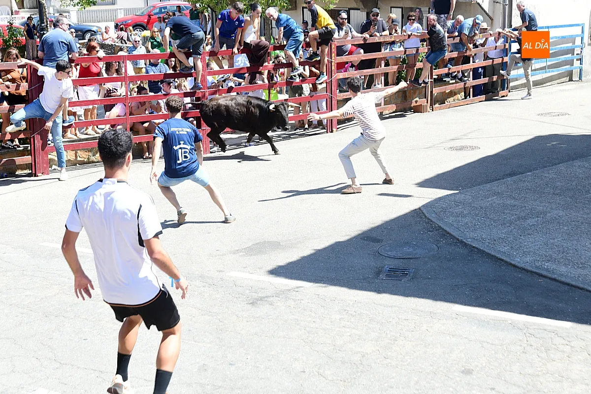 Suelta de Vaquillas en El Bodón por san Lorenzo