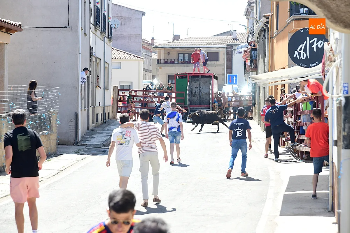 Suelta de Vaquillas en El Bodón por san Lorenzo