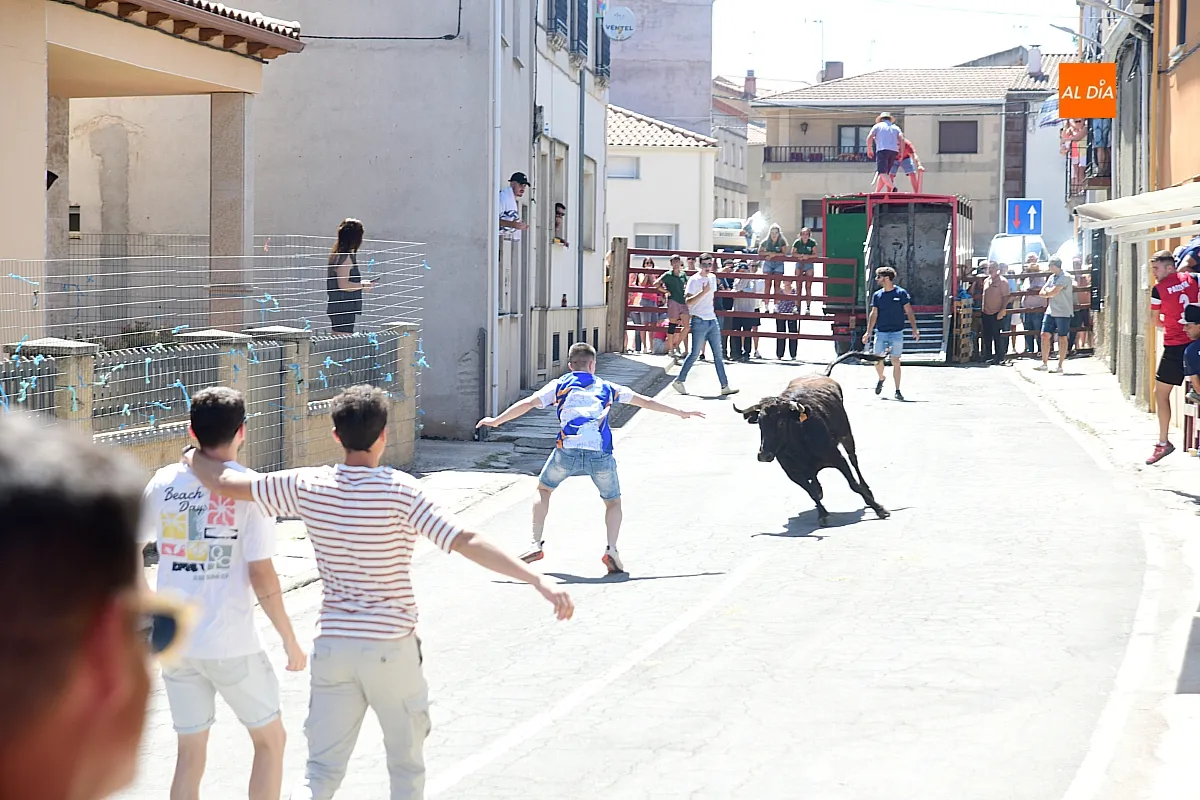 Suelta de Vaquillas en El Bodón por san Lorenzo