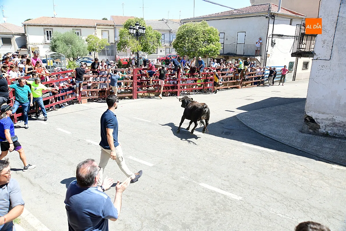 Suelta de Vaquillas en El Bodón por san Lorenzo