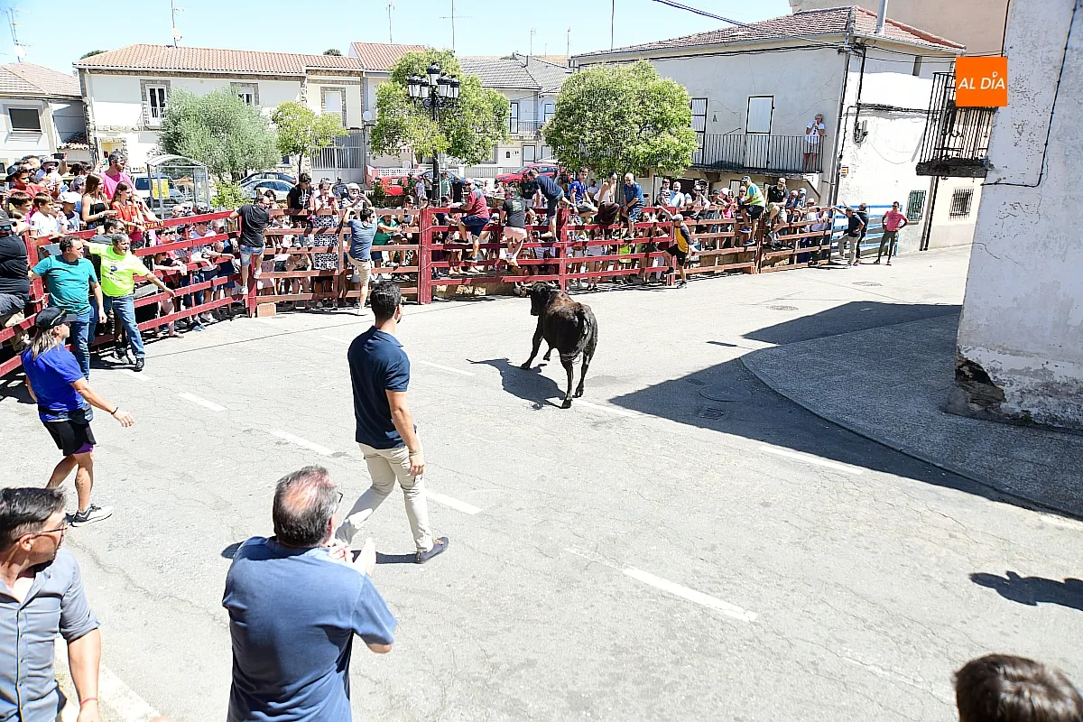Suelta de Vaquillas en El Bodón por san Lorenzo
