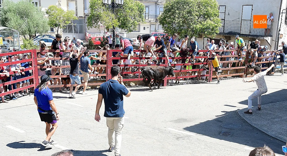Suelta de Vaquillas en El Bodón por san Lorenzo