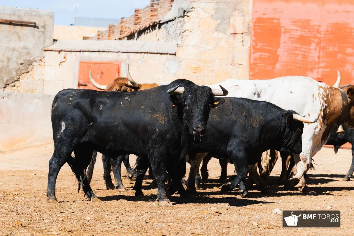 Novillos de Adelaida Rodríguez para abrir el segundo ciclo de la feria