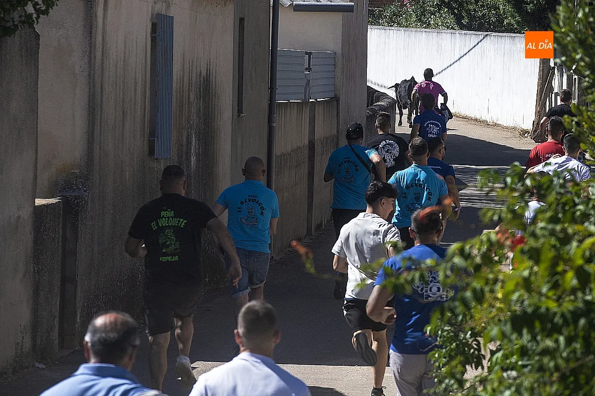 Susto en la capea matinal de Espeja al escaparse una vaquilla del recorrido