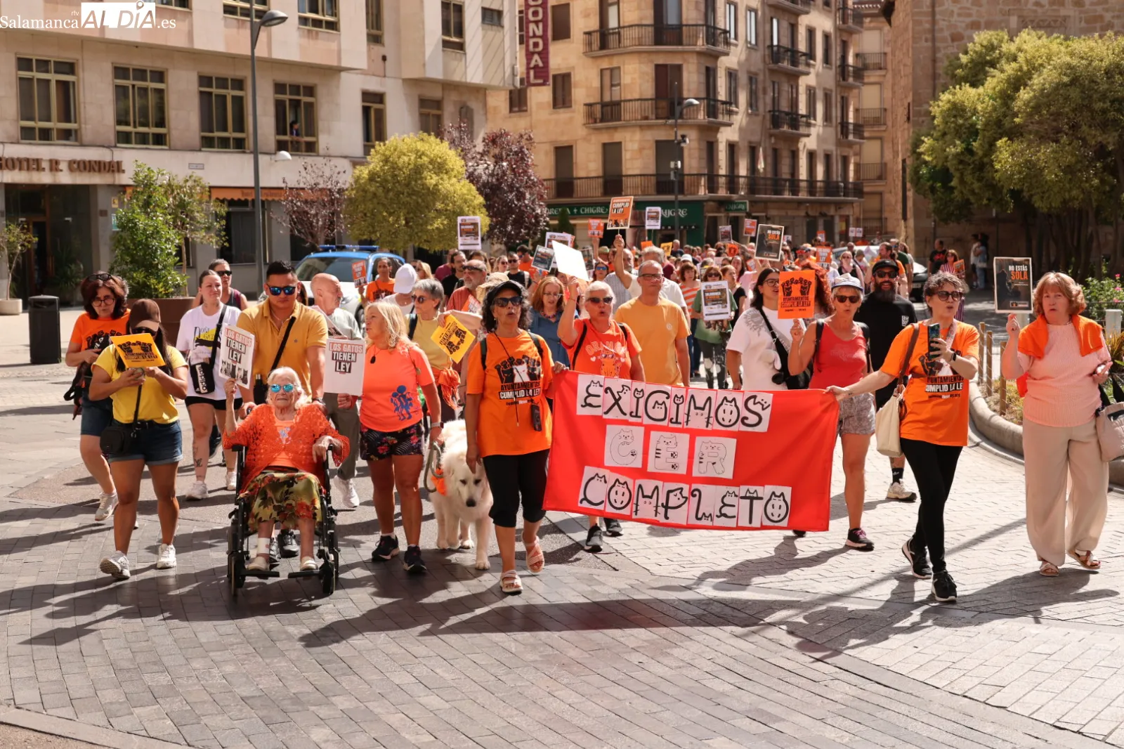 Las protectoras de Salamanca exigen por ley la gestión municipal de las colonias felinas | Fotos: David Sañudo