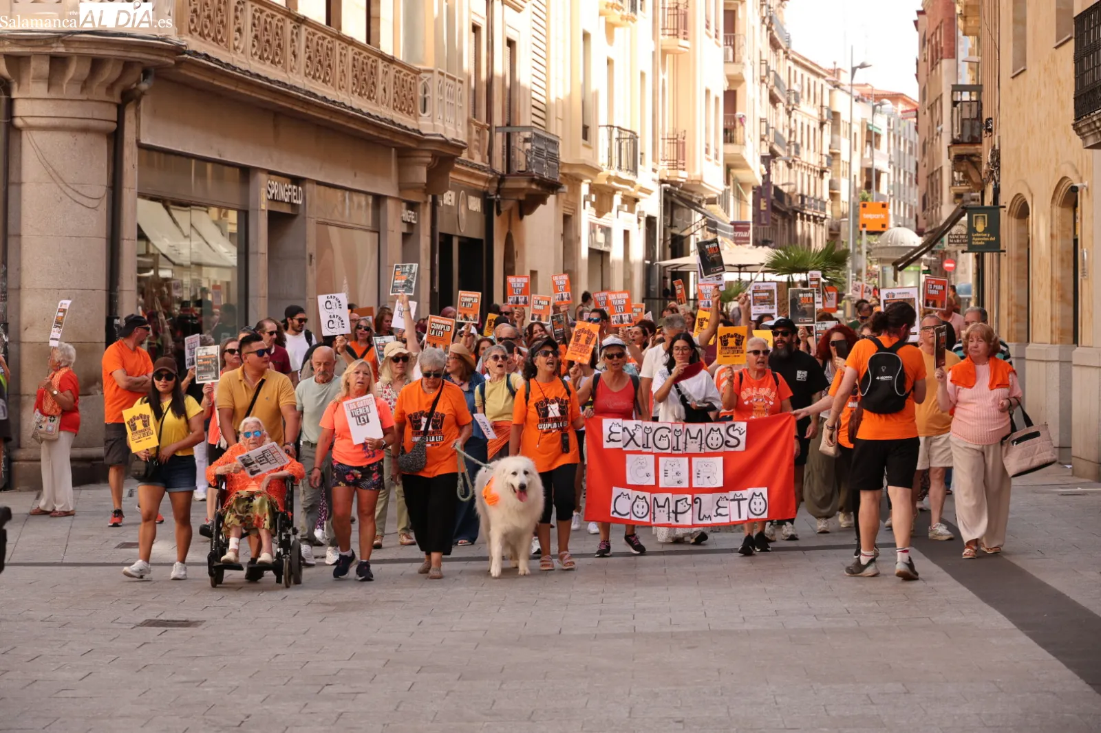 Las protectoras de Salamanca exigen por ley la gestión municipal de las colonias felinas | Fotos: David Sañudo