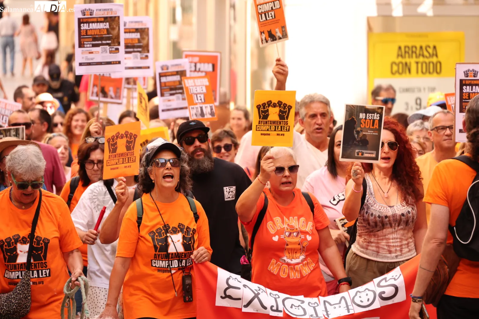 Las protectoras de Salamanca exigen por ley la gestión municipal de las colonias felinas | Fotos: David Sañudo