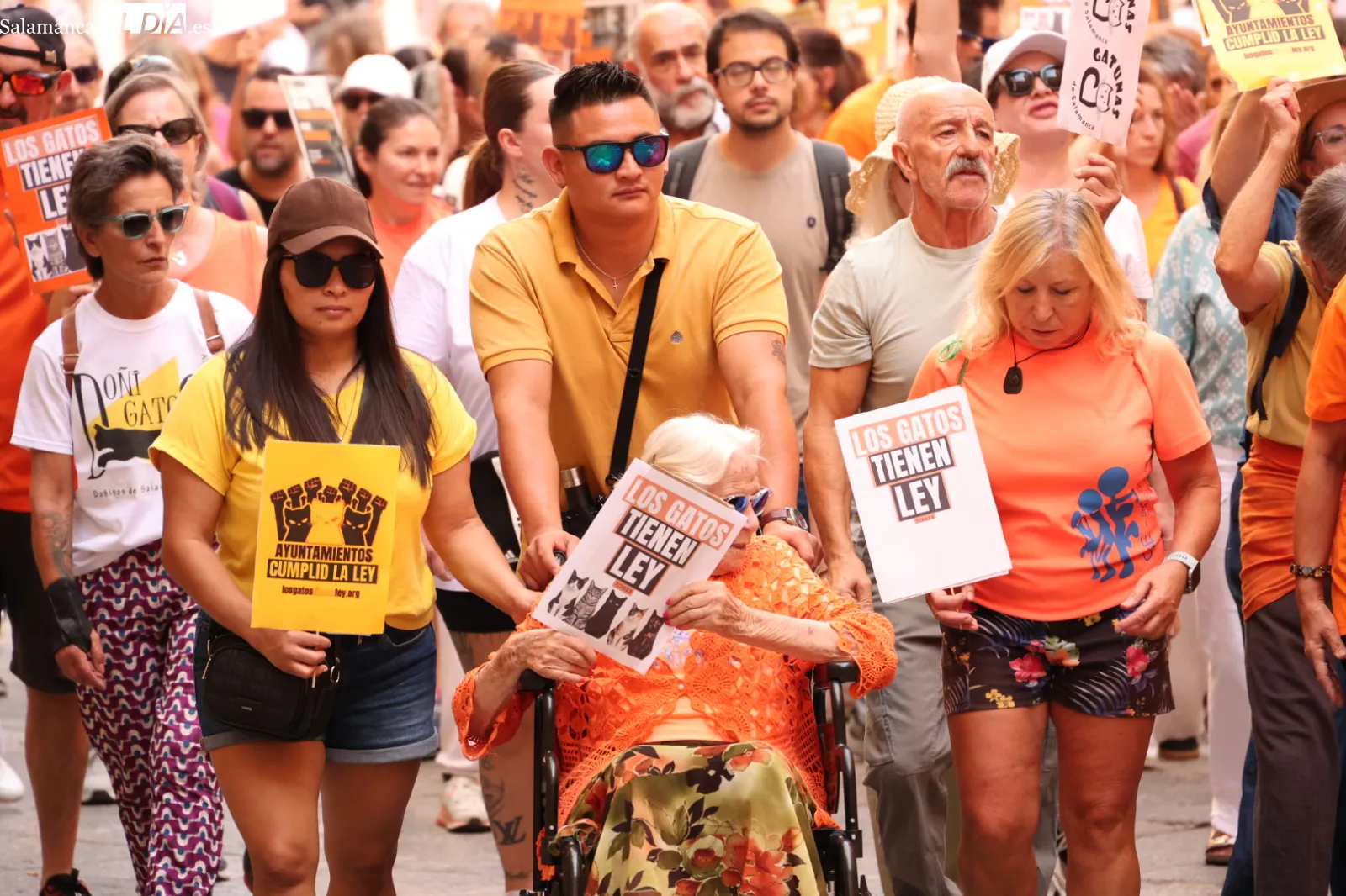 Las protectoras de Salamanca exigen por ley la gestión municipal de las colonias felinas | Fotos: David Sañudo