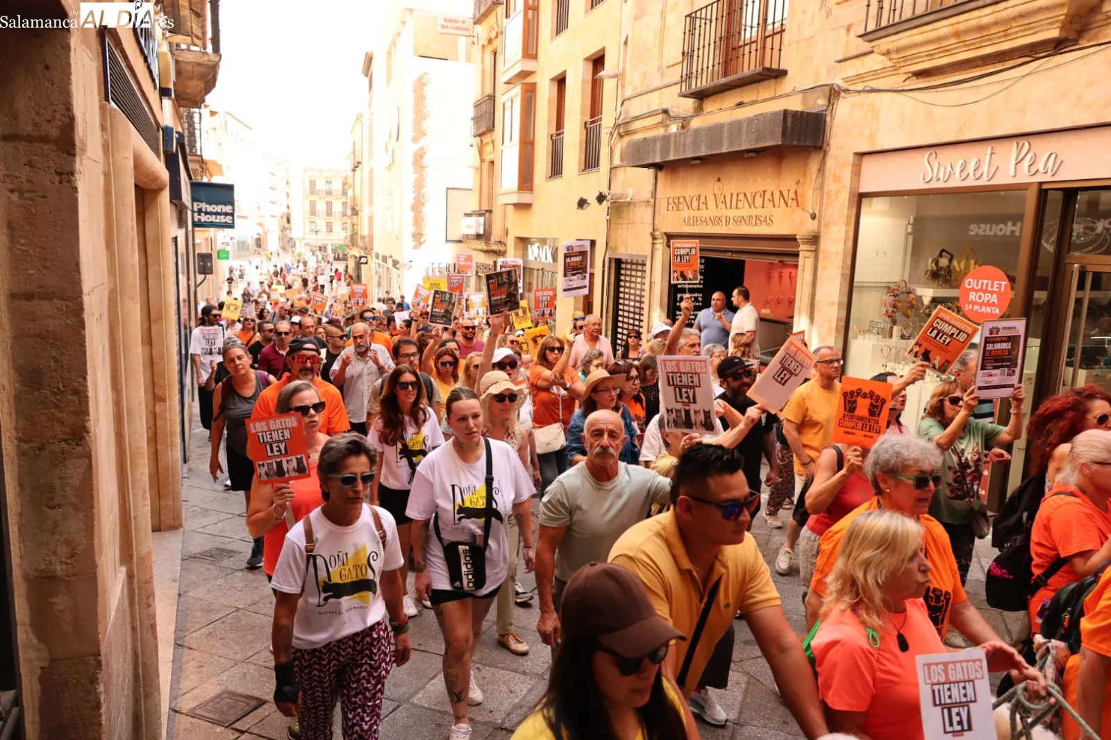 Las protectoras de Salamanca exigen por ley la gestión municipal de las colonias felinas | Fotos: David Sañudo